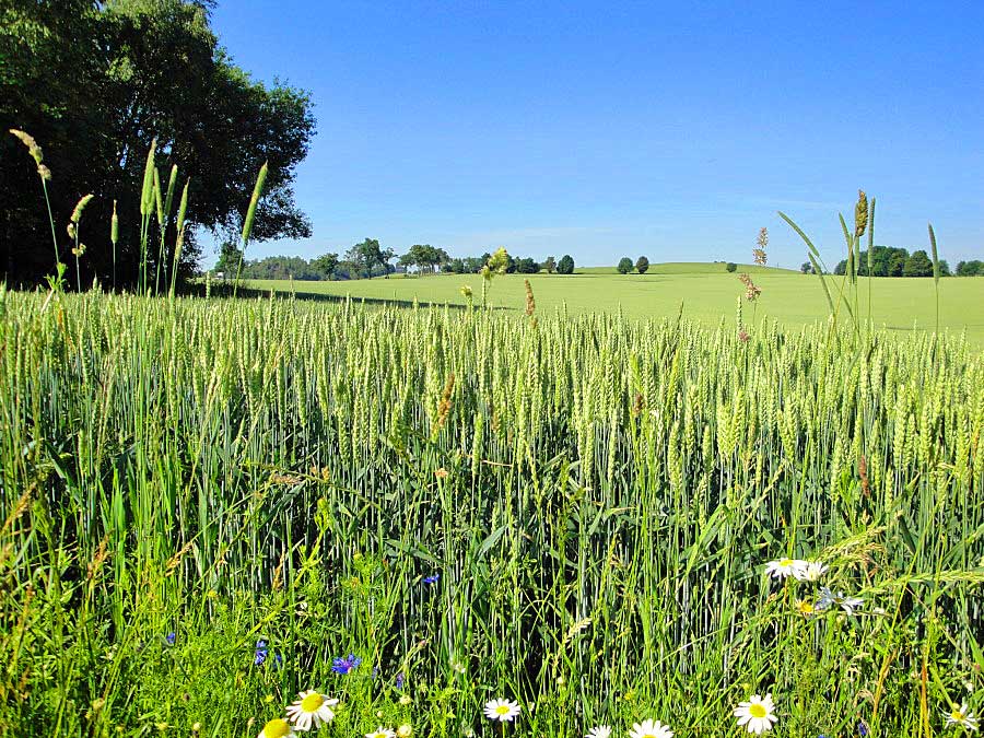 Aus dem Album Landschaftsbilder - 